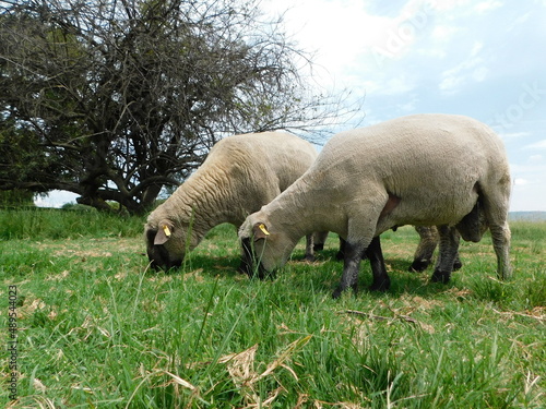 Closeup side view of Hampshire Ram sheep with cute little button tails and large sacks  grazing in a lush green grass field  in Gauteng  South Africa on a hot summer s day