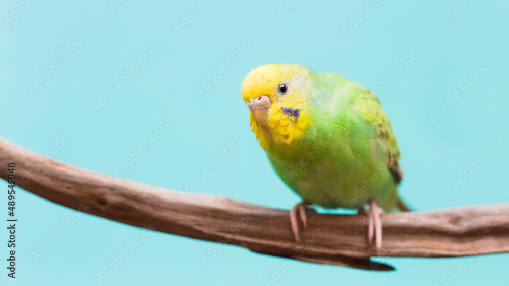 Fototapeta premium A budgie perched on a branch
