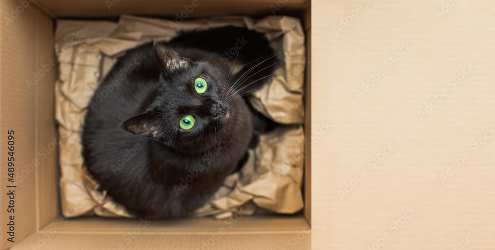 czarny kot w pudełku  - obrazy, fototapety, plakaty 