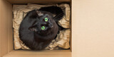 czarny kot w pudełku 