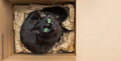 czarny kot w pudełku 