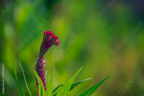 Celosia is a small genus of edible and ornamental plants in the amaranth family, Amaranthaceae.