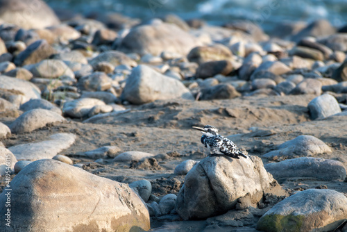 Pied Kingfisher sitting on the rocks on the banks of Kosi river in Corbett National Park photo