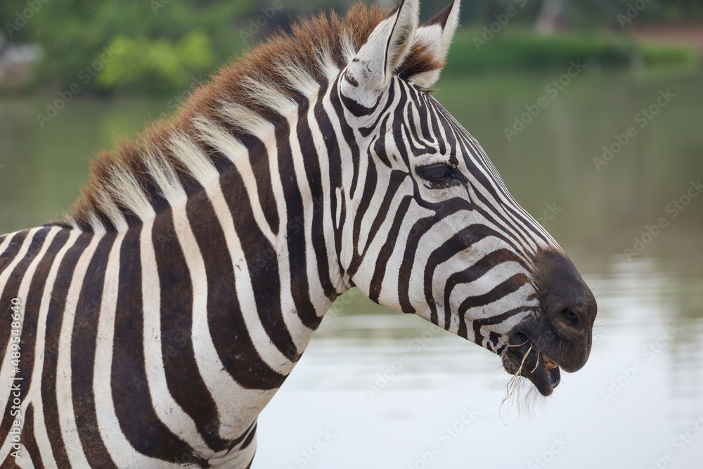 Naklejka premium Close up head The burchell zebra in national park