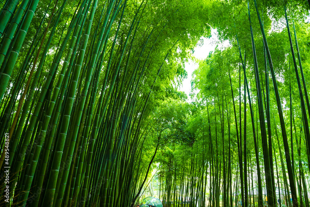 Green background of Arashiyama Bamboo Forest Green background of Arashiyama Bamboo Forest