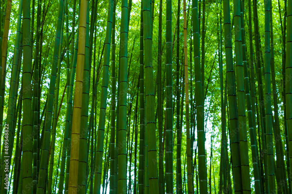 Fototapeta premium Green background of Arashiyama Bamboo Forest