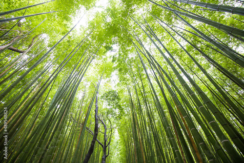Fototapeta Naklejka Na Ścianę i Meble -  Green background of Arashiyama Bamboo Forest