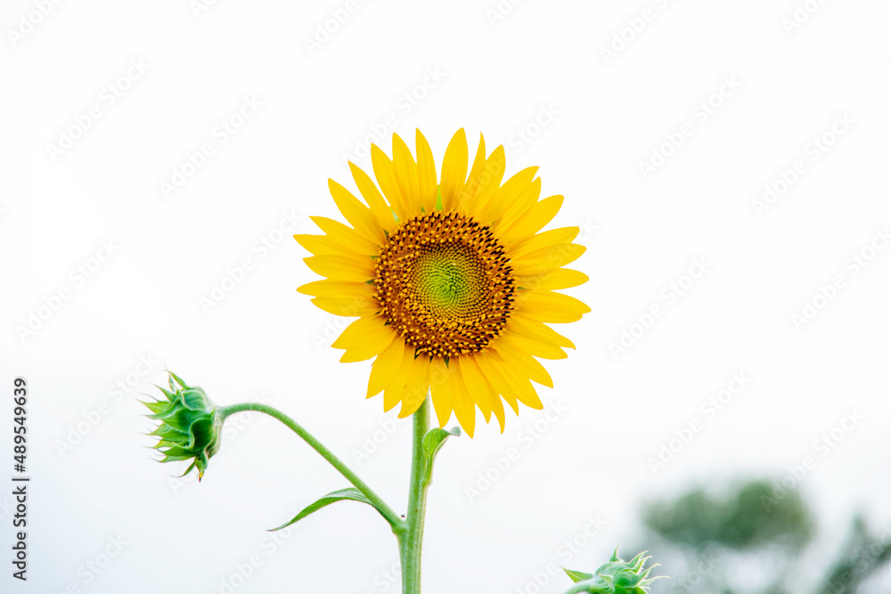 Fototapeta premium sunflower 