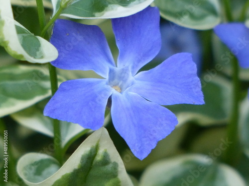 blue flower among green leaves