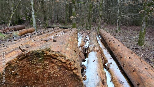 Pile of wooden logs with a little snowin a forest. photo