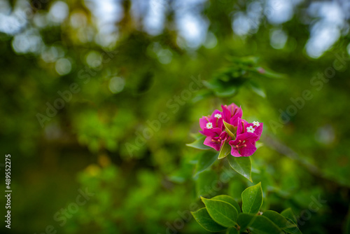 Blooming pink Bougainvillea flower branch isolated from deep green tropical nature background. Jungle forest closeup, pink flowers with green natural scenery. Exotic floral macro with copy space
