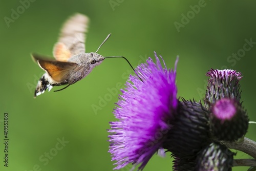 Macroglossum stellatarum - Butterfly Hummingbird - Beautiful sunny weather, butterfly sucking nectar blossom. Czech Republic, Beskydy.