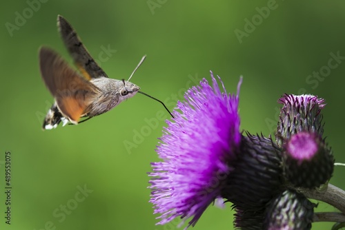 Macroglossum stellatarum - Butterfly Hummingbird - Beautiful sunny weather, butterfly sucking nectar blossom. Czech Republic, Beskydy. photo