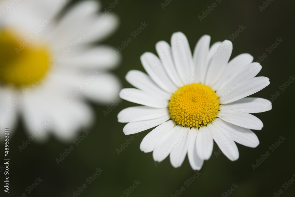 Blooming Daisy. Daisy Rimbaba. Beautiful sunny day. Czech Republic. Green bokeh background. Blooming Daisy. Daisy Rimbaba. Beautiful sunny day. Czech Republic. Green bokeh background.