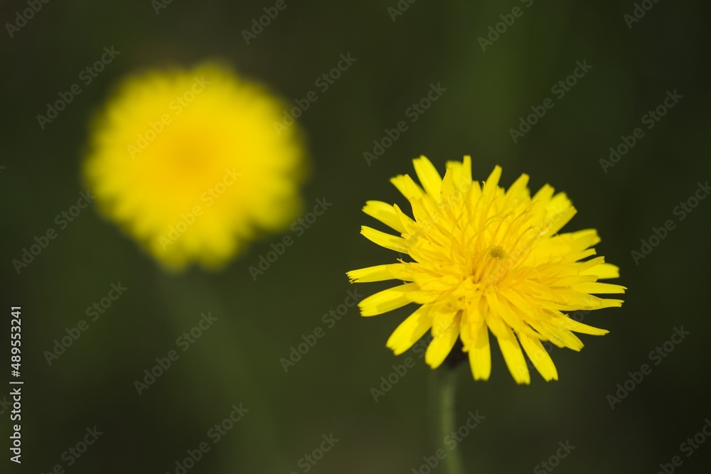 Dandelion. Beautiful sunny day. Czech Republic. Green bokeh background.