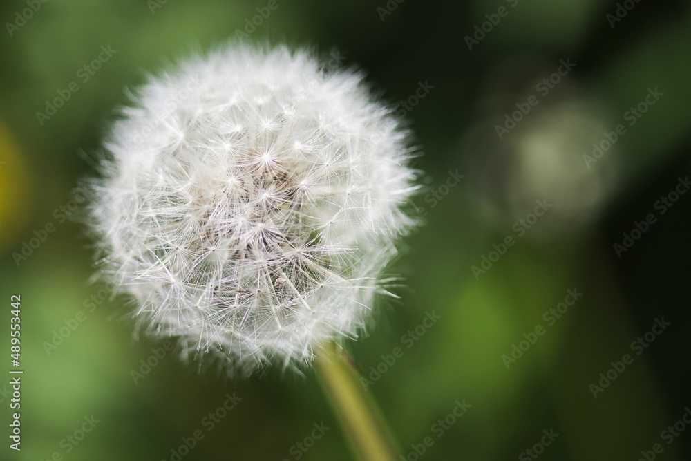 Fototapeta premium Flowering dandelion. Beautiful sunny day. Czech Republic. Green bokeh background.