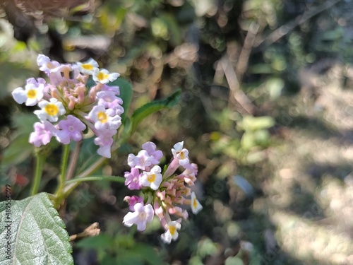 purple small flowers