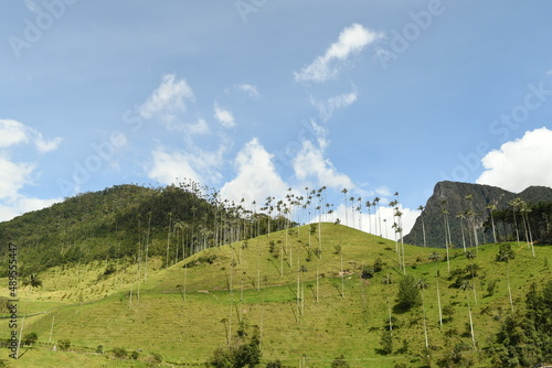 La vall  e de cocora et ses palmiers de cire en colombie dans le quindio