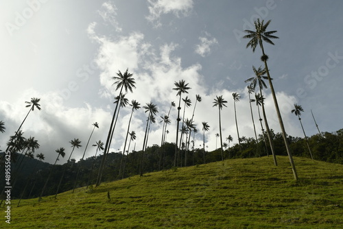 La vallée de cocora en colombie dans le quindio avec ses géants palmiers photo