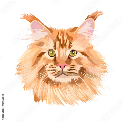 Head portrait of a beautiful red Maine Coon from multicolored paints. Colored drawing. Vector illustration of paints