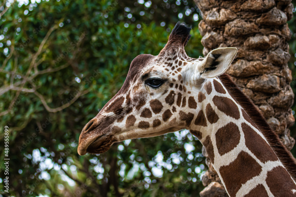 close up of a giraffe