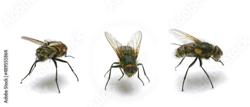 Housefly - Musca domestica. A photo of an ordinary housefly (Musca domestica).