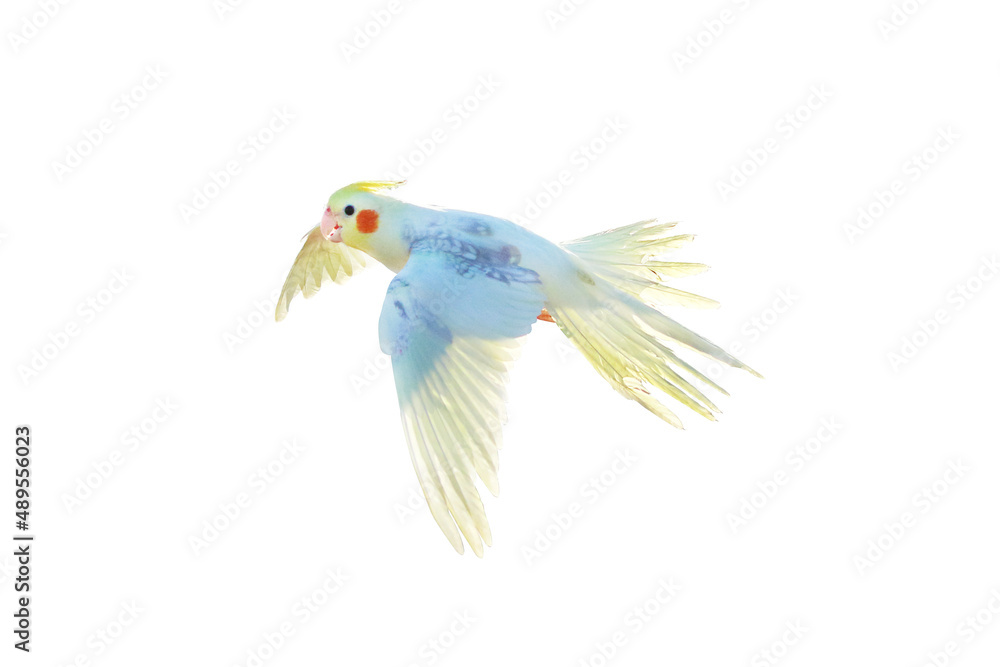 Obraz premium Cacatuidae parrot isolated on white background.