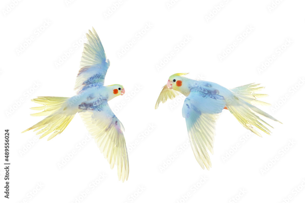 Obraz premium Cacatuidae parrot isolated on white background.