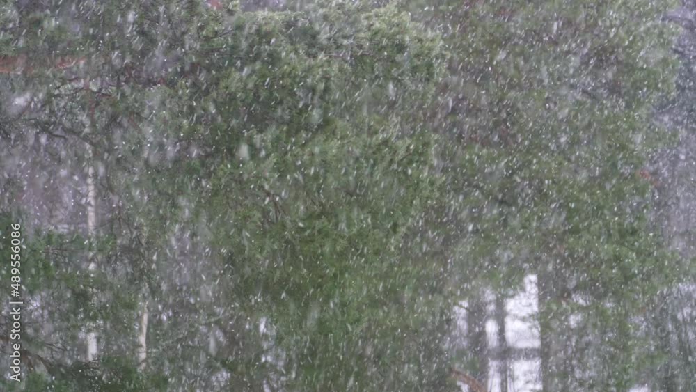 Heavy snowfall during a blizzard in a forest in Finland Heavy snowfall during a blizzard in a forest in Finland