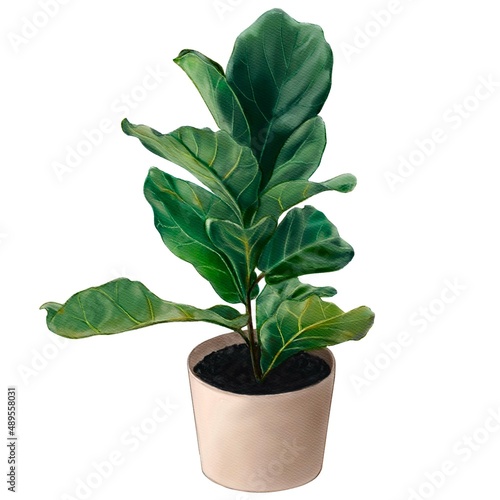Obraz na plátně fiddle leaf tree on white background