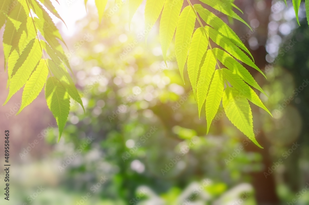 Natural springtime background of green leaves with sunlight. Copy space, selective focus. Natural springtime background of green leaves with sunlight. Copy space, selective focus.