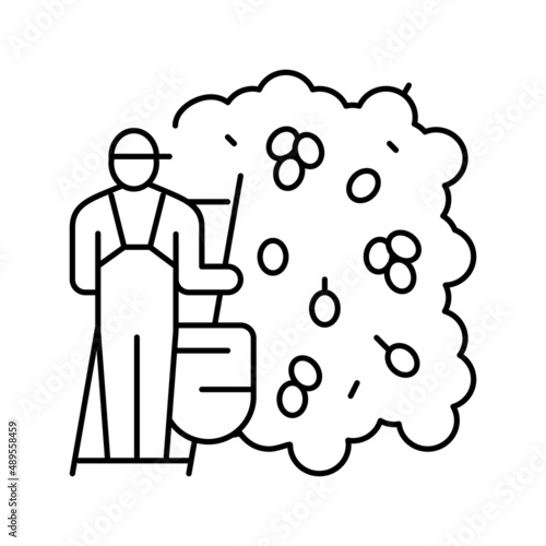 harvesting manual olive berries line icon vector illustration