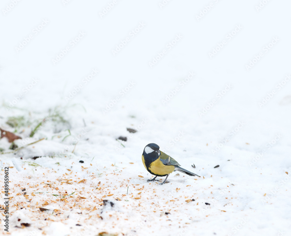 The Eurasian blue tit is a small passerine bird in the tit family Paridae. The bird is easily recognisable by its blue and yellow plumage. The Eurasian blue tit is a small passerine bird in the tit family Paridae. The bird is easily recognisable by its blue and yellow plumage.