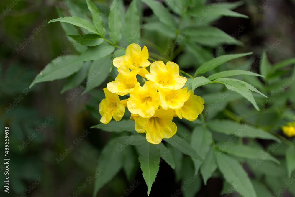 Fototapeta premium Flowers of the Tatacoa desert, Colombia
