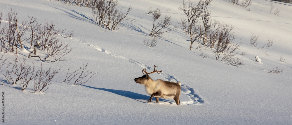herd of reindeers on Senja island in northern Norway