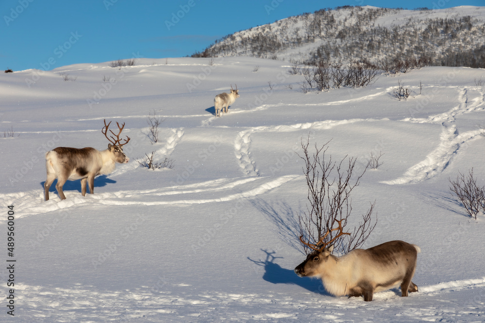 herd of reindeers on Senja island in northern Norway