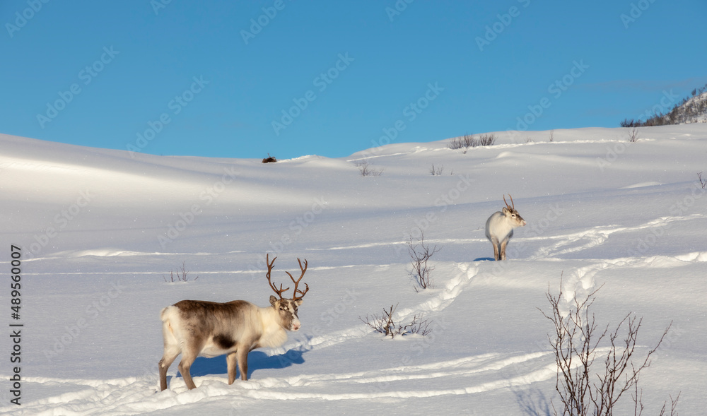 herd of reindeers on Senja island in northern Norway