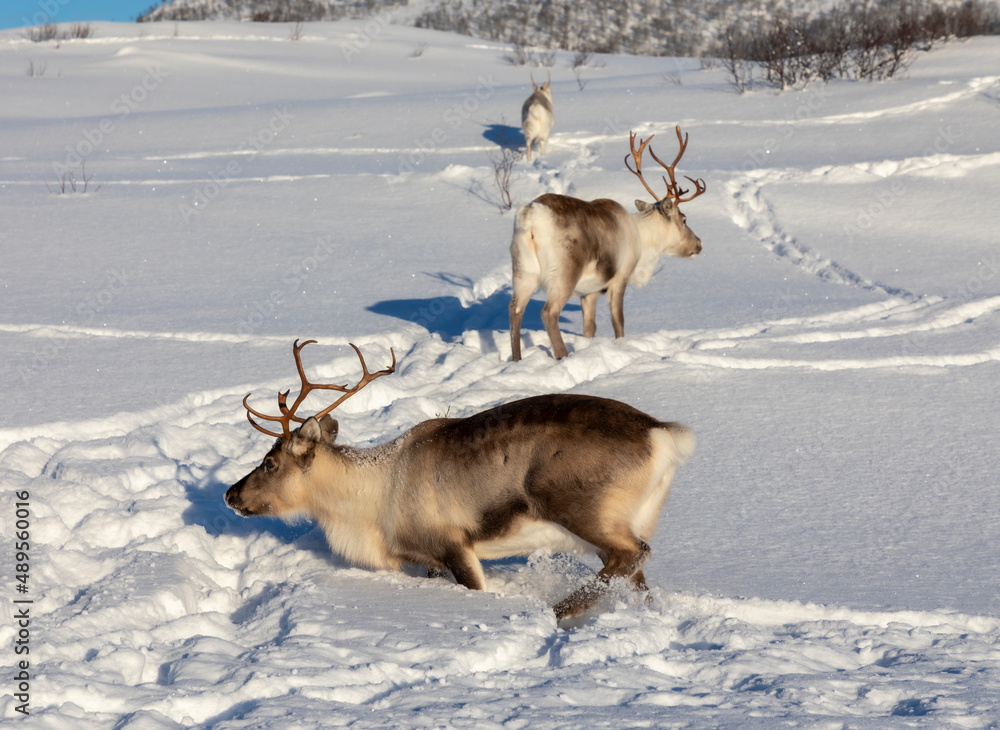 herd of reindeers on Senja island in northern Norway