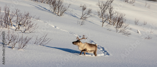 Obraz na płótnie herd of reindeers on Senja island in northern Norway w salonie