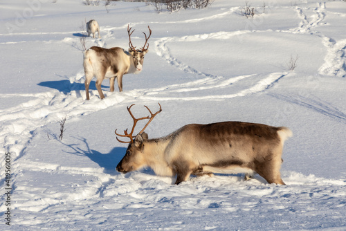 Obraz na płótnie herd of reindeers on Senja island in northern Norway w salonie