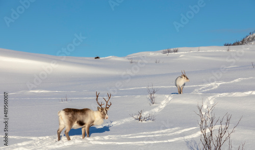 Obraz na płótnie herd of reindeers on Senja island in northern Norway w salonie