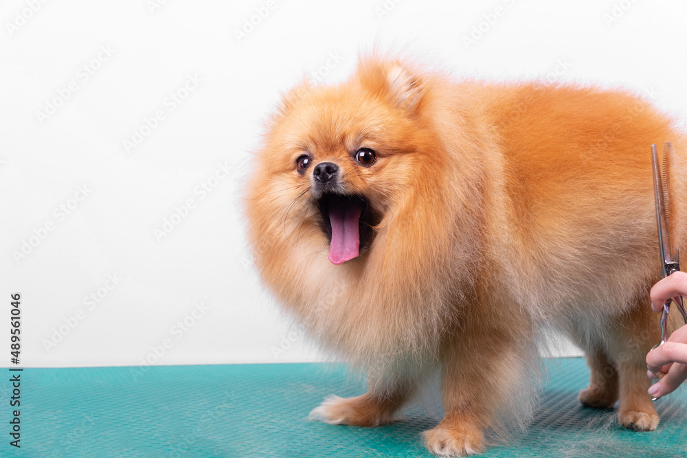 Obraz premium Professional groomer takes care of Orange Pomeranian Spitz in animal beauty salon.