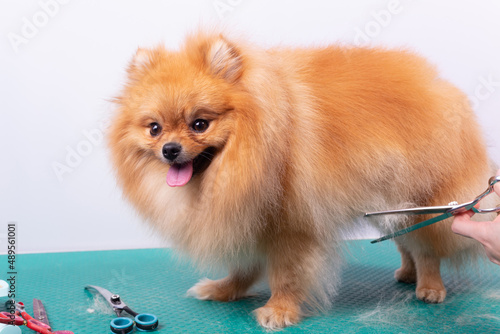 Professional groomer takes care of Orange Pomeranian Spitz in animal beauty salon.