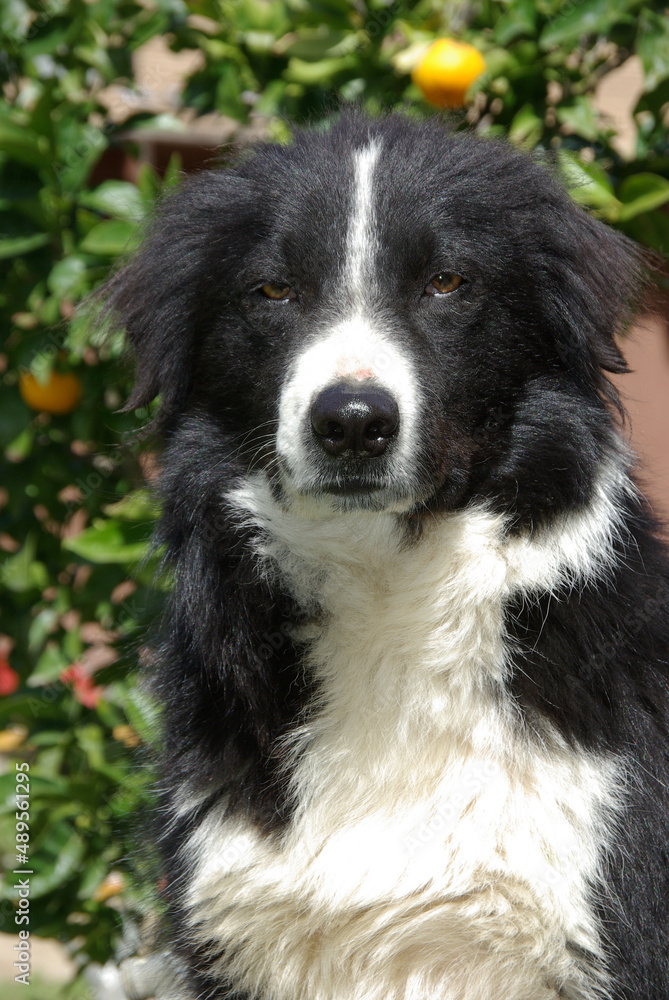 Border Collie Staring Border Collie Staring