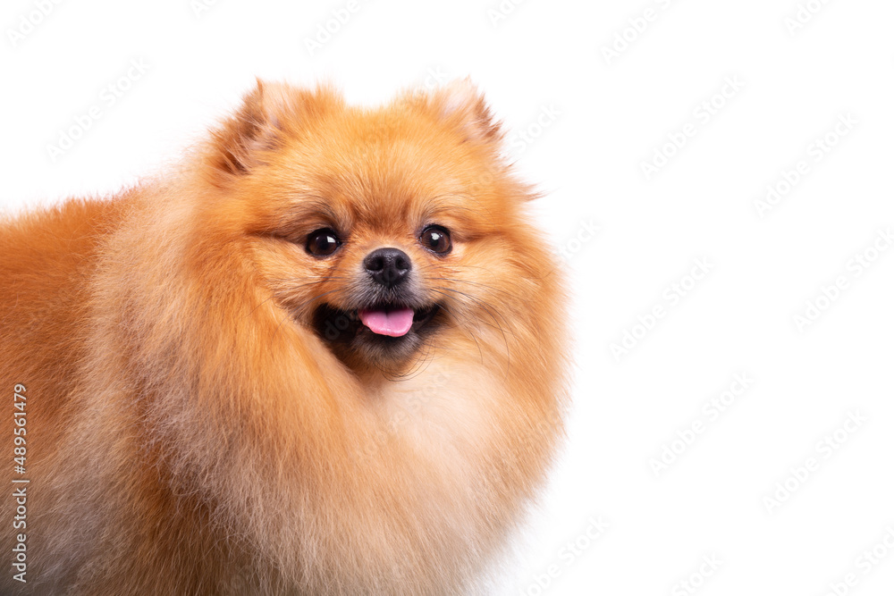 Cute Pomeranian dog smiling while looking at the camera. Cute Pomeranian dog smiling while looking at the camera.