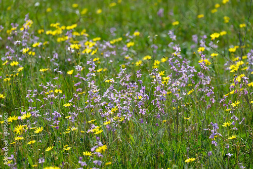 Flowering of Levkoy or matthiola and Senecio in the meadow
