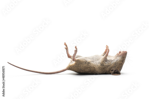 dead mouse isolated on white background