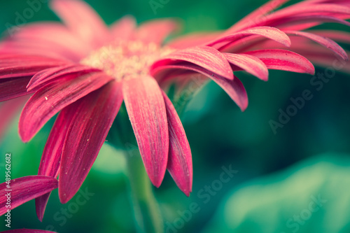 Beautiful red gerbera flower, close up of petals, artistic, blurred