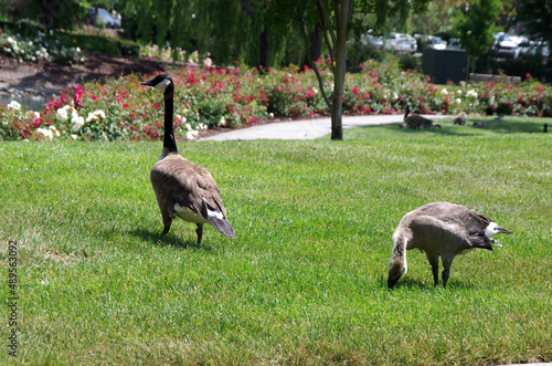 Two Canadian Geese on Park Lawn