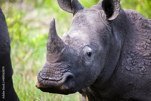 Rhino, South Africa © matthew knutson